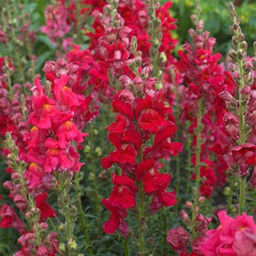 SNAPDRAGON SEEDS (ANTIRRHINUM) RUBY - 50 SNAPDRAGON SEEDS