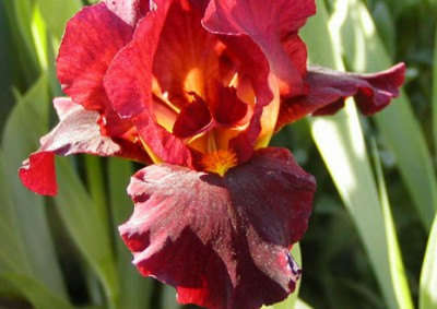 IRIS SEEDS RED FLAG - 10 IRIS SEEDS