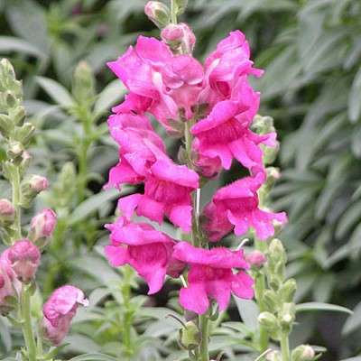 SNAPDRAGON SEEDS DWARF ROSE PINK - 25 SNAPDRAGON SEEDS