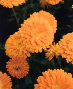CALENDULA SEEDS PRINCE ORANGE - 30 CALENDULA SEEDS