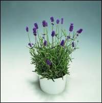 LAVENDER SEEDS BLUE RIVER - 10 LAVENDER SEEDS