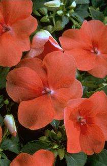 IMPATIENS SEEDS SUPER ELFIN APRICOT - 10 IMPATIENS SEEDS