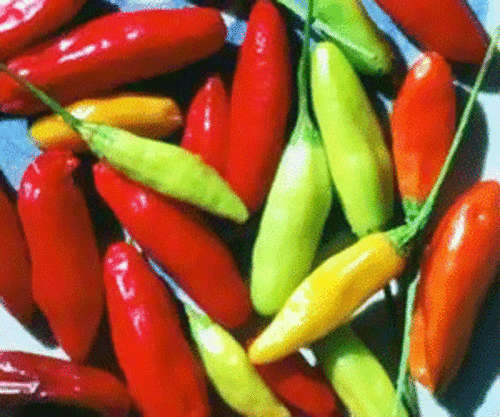 CHILLIES TOBASCO CHILLI - 25 CHILLI SEEDS