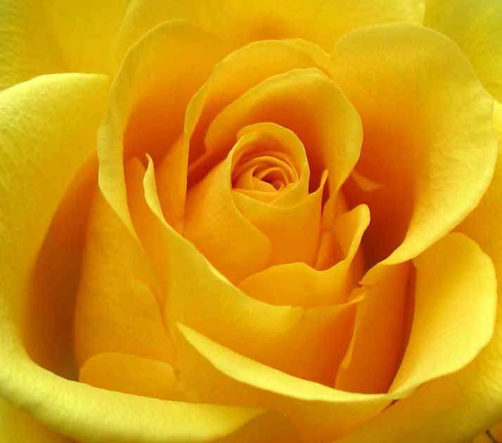 ROSE SEEDS YELLOW ROSE - 10 ROSE SEEDS
