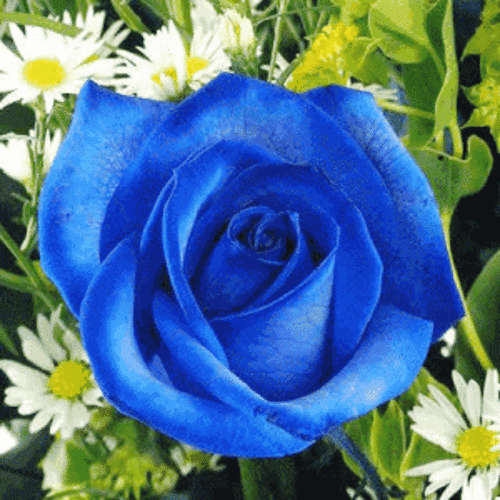 ROSE SEEDS BLUE ROSE - 10 ROSE SEEDS