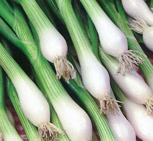SPRING ONION SEEDS - 100 SPRING ONION SEEDS