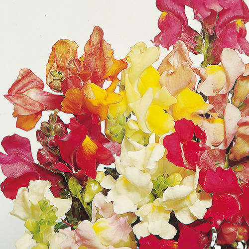 SNAPDRAGON (ANTIRRHINUM) TOM THUMB MIX - 50 SNAPDRAGON SEEDS