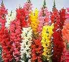 SNAPDRAGON (ANTIRRHINUM) TALL MIXED - 100 SNAPDRAGON SEEDS