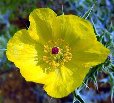 EVENING PRIMROSE SEEDS OENOTHERA LAMARCKIANA-200 SEEDS