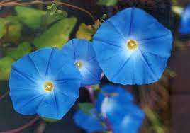 MORNING GLORY -  10 BLUE MORNING GLORY SEEDS