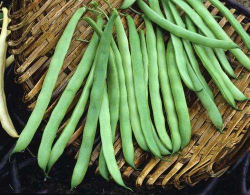 Runner Bean Seeds Lazy Housewife-20 Runner Bean Seeds