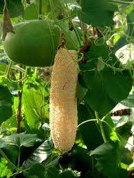 LUFFA SEEDS - 15 LUFFA SEEDS