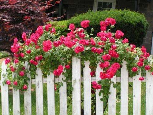 ROSE SEEDS CLIMBING ROSE RED - 10 ROSE SEEDS