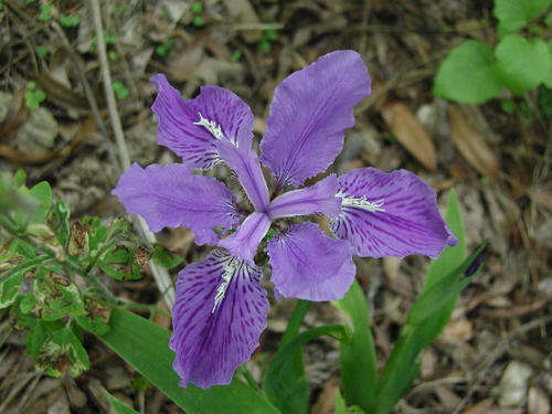 IRIS SEEDS TECTORUM BLUE - 10 IRIS SEEDS