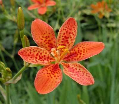 BLACKBERRY LILY SEEDS BELAMCANDA - 10 BLACKBERRY LILY SEEDS