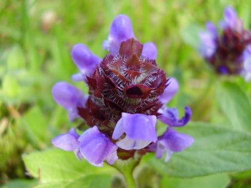PRUNELLA SEEDS "SELF HEAL" - 10 PRUNELLA SEEDS