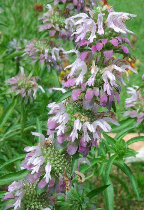 LEMON MINT SEEDS MONARDA CITRIODORA - 20 LEMON MINT SEEDS