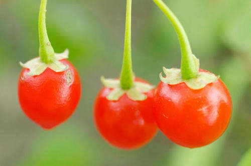 SOLANUM SEEDS JERUSALEM CHERRY - 20 SOLANUM SEEDS