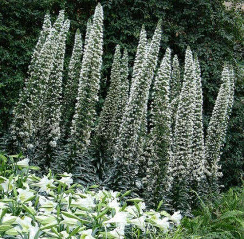 ECHIUM SEEDS NELLIE WHITE - 20 ECHIUM SEEDS