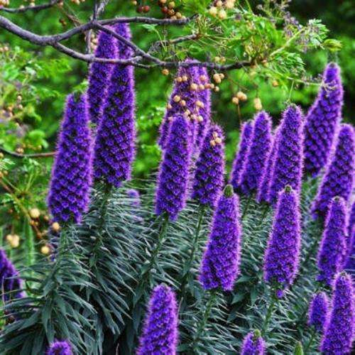 ECHIUM SEEDS BLUE FASTUOSUM - 20 ECHIUM SEEDS