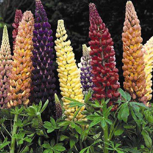 Lupin Seeds Russel Mix - 20  Lupin Seeds