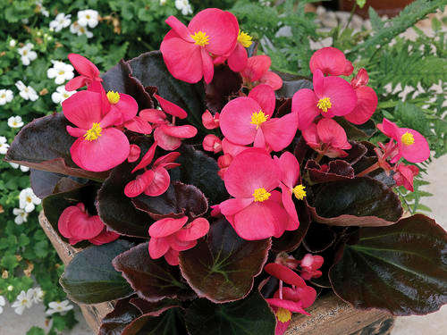 BEGONIA SEEDS ERIS BICOLOUR - 20 BEGONIA SEEDS
