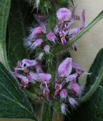 MOTHERWORT SEEDS LEONURUS ARTEMESIA - 10 MOTHERWORT SEEDS