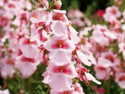 DIASCIA SEEDS PINK QUEEN - 50 DIASCIA SEEDS