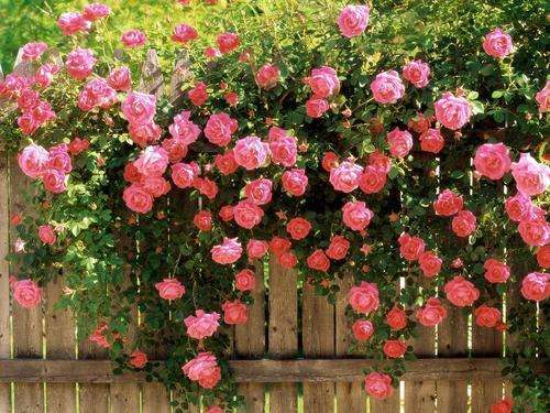 ROSE SEEDS CLIMBING ROSE PINK - 10 ROSE SEEDS