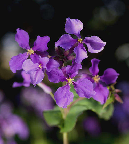 ORYCHOPHRAGMUS VIOLACEUS SEEDS - 40 SEEDS