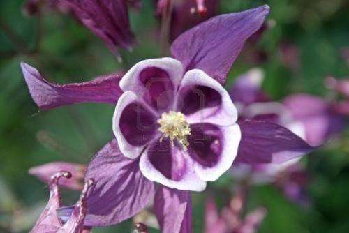 AQUILEGIA SEEDS PURPLE - 40 AQUILEGIA SEEDS