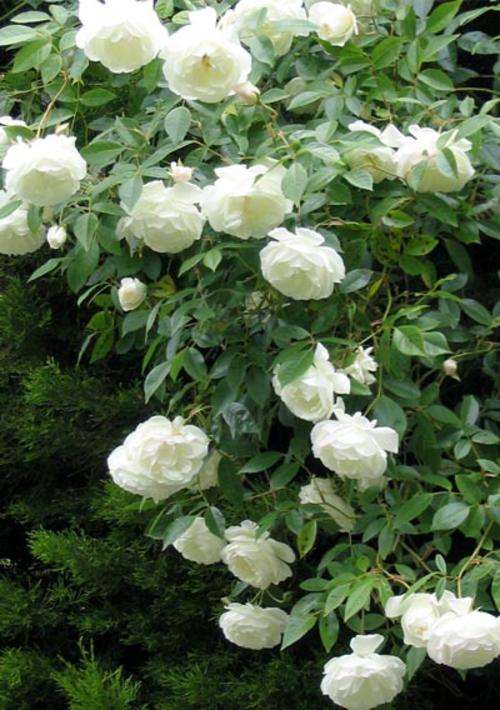 ROSE SEEDS CLIMBING WHITE - 10 ROSE SEEDS
