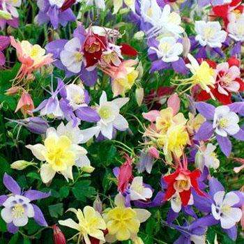 AQUILEGIA SEEDS FINEST MIX - 50 AQUILEGIA SEEDS