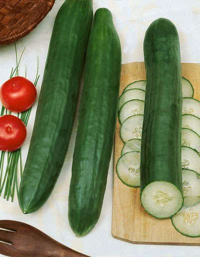 CUCUMBER ENGLISH - 5 CUCUMBER SEEDS