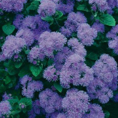 AGERATUM SEEDS PEARL BLUE - 50 AGERATUM SEEDS