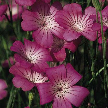 AGROSTEMMA SEEDS MILAS - 100 CORNCOCKLE SEEDS