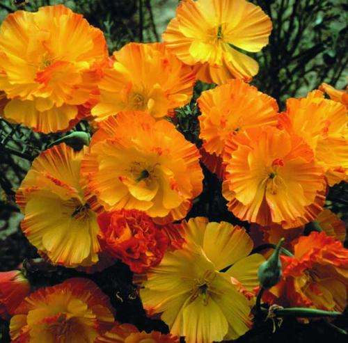 Poppy Seeds Escholtzia -  300 Poppy Seeds