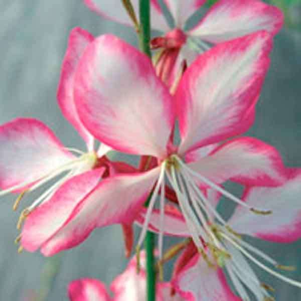 GAURA SEEDS (BUTTERFLY BUSH) ROSY WHITE - 10 GAURA SEEDS