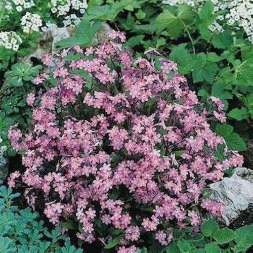 MYOSOTIS SEEDS FORGET ME NOT ROSE - 200  MYOSOTIS SEEDS