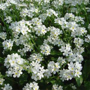 MYOSOTIS SEEDS FORGET ME NOT WHITE - 100 MYOSOTIS SEEDS