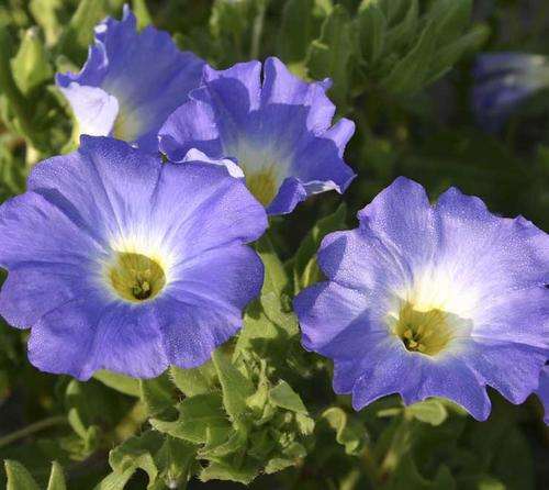 NOLANA SEEDS BLUE BIRD - 100 NOLANA SEEDS