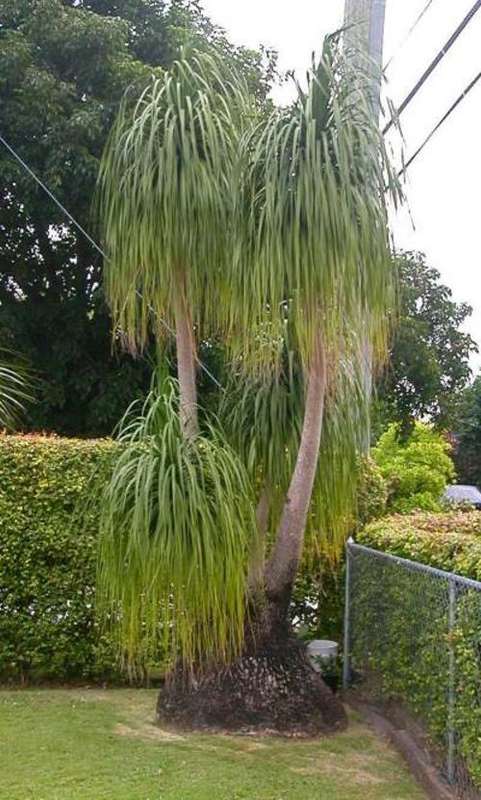 PONY TAIL PALM SEEDS NOLINE RECUVARTA - 10 SEEDS