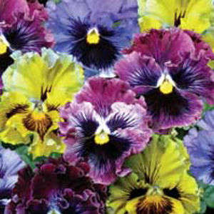 PANSY SEEDS FRIZZLE SIZZLE MIX - 10 PANSY SEEDS