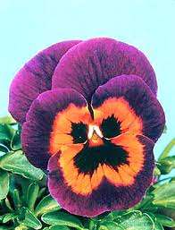 PANSY SEEDS JOKER MIX - 20 PANSY SEEDS