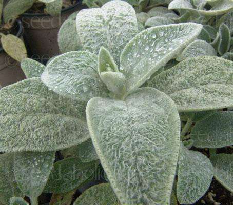 LAMBS EAR SEEDS STACHYS BYZANTIA - 20 SEEDS