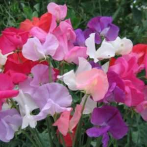 Sweet Pea Seeds Mammoth Mix - 20 Sweet Pea Seeds