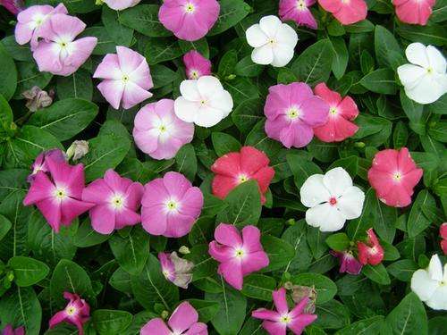 VINCA SEEDS (PERIWINKLE) COOLER MIX - 25 VINCA SEEDS