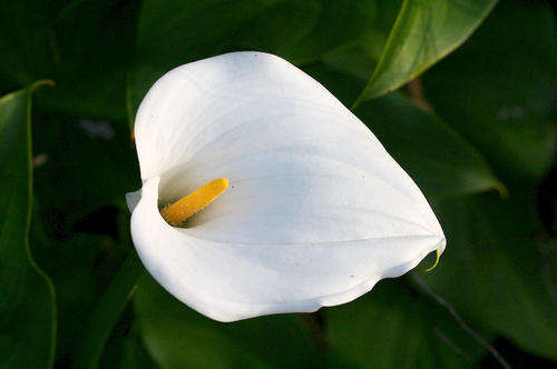 ZANTEDESCHIA SEEDS WHITE ARUM LILY - 10 ZANTEDESCHIA SEEDS