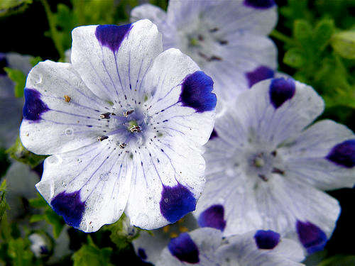NEMOPHILA SEEDS FIVE SPOT - 40 NEMOPHILA SEEDS