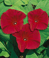 MORNING GLORY SEEDS SCARLET O'HARA - 10 MORNING GLORY SEEDS